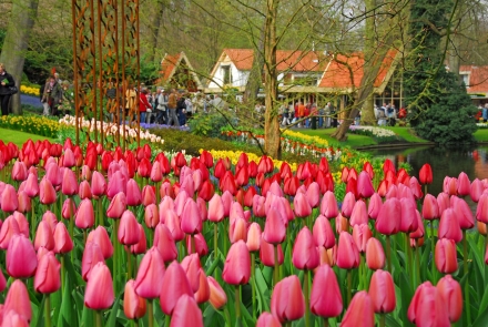Holland - Tulpen aus Amsterdam