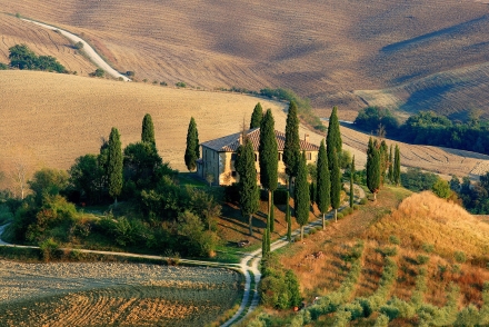 Olivenernte Toskana